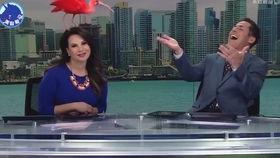 搞笑娱乐新闻播报,笑点满满,欢乐无限